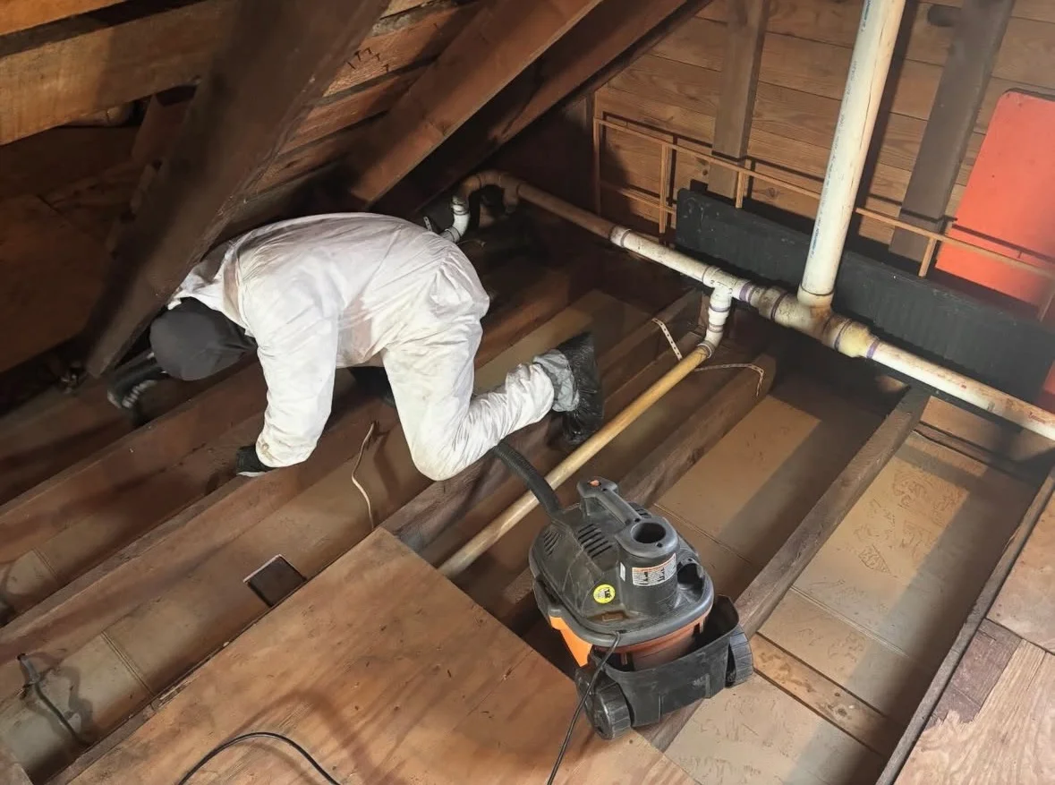 Technician in white protective gear removing wildlife from attic with wooden beams and PVC piping visible