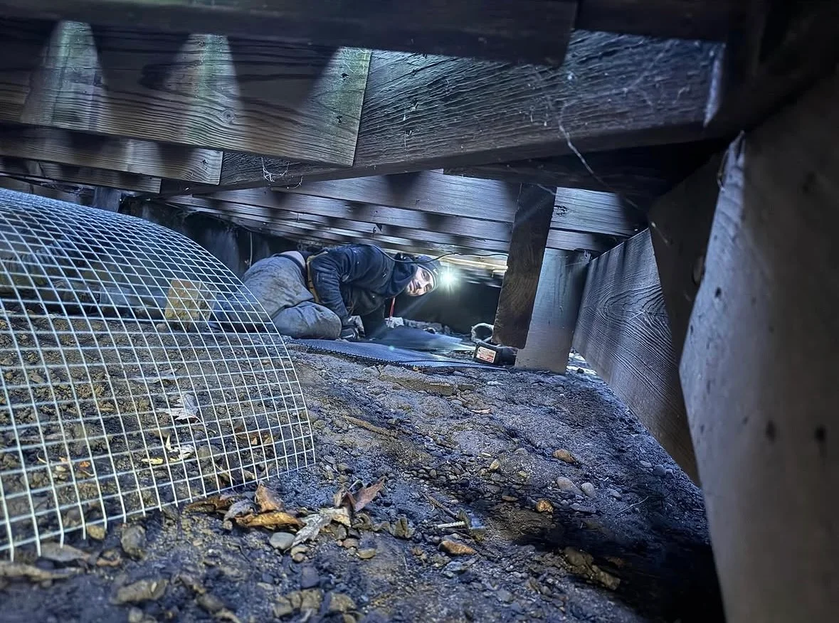 Technician installing wire mesh exclusion barrier in crawlspace with wooden beams and soil